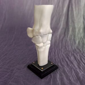 Equine Carpus Anatomic Model