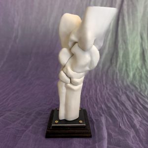 Equine Tarsus Anatomic Model